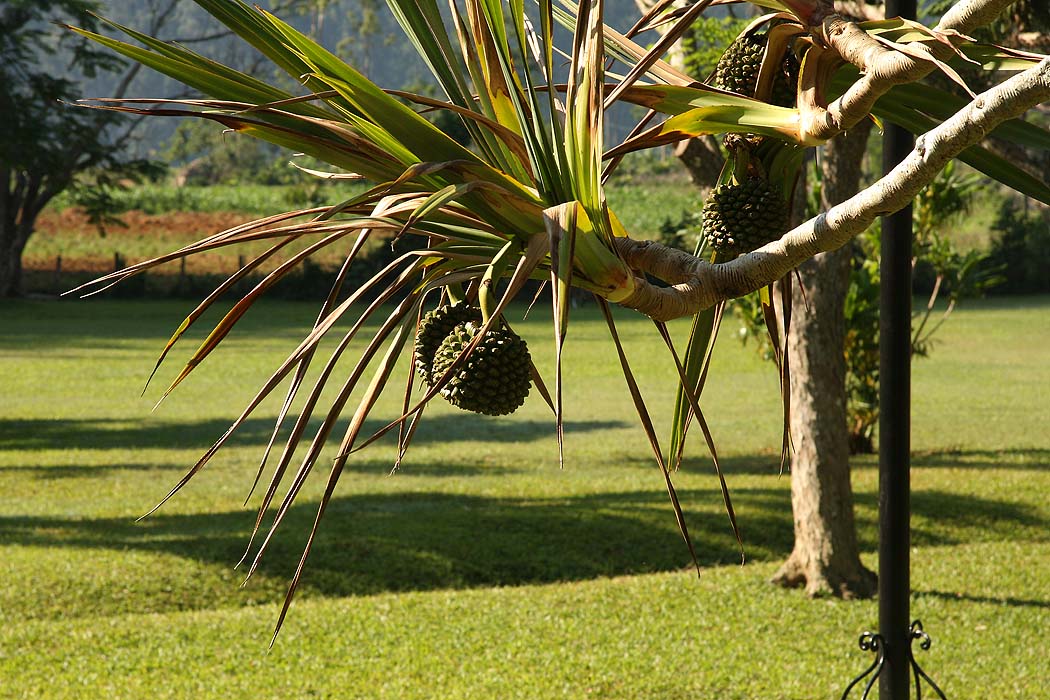 2008-11-28-20, vinales dalen - 4695-ek-foto.jpg